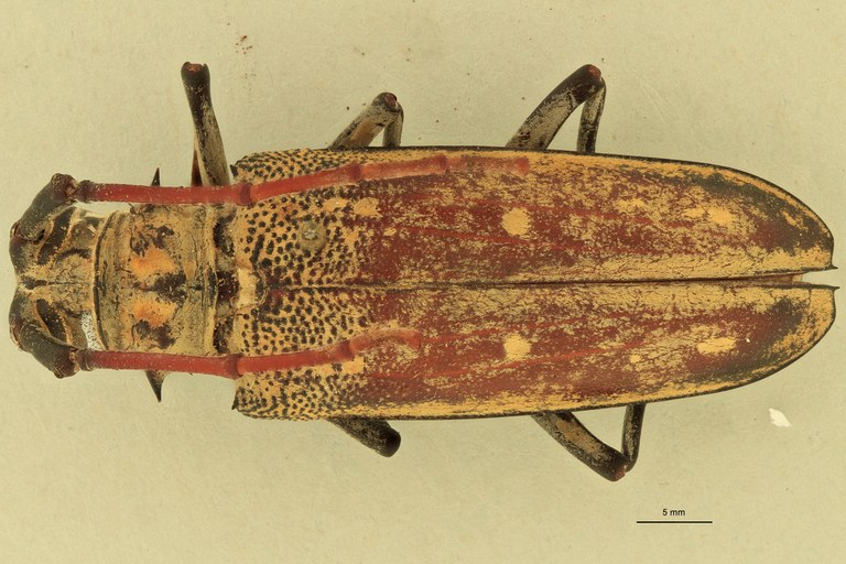 Batocera davidis obscura F Pt D.jpg
