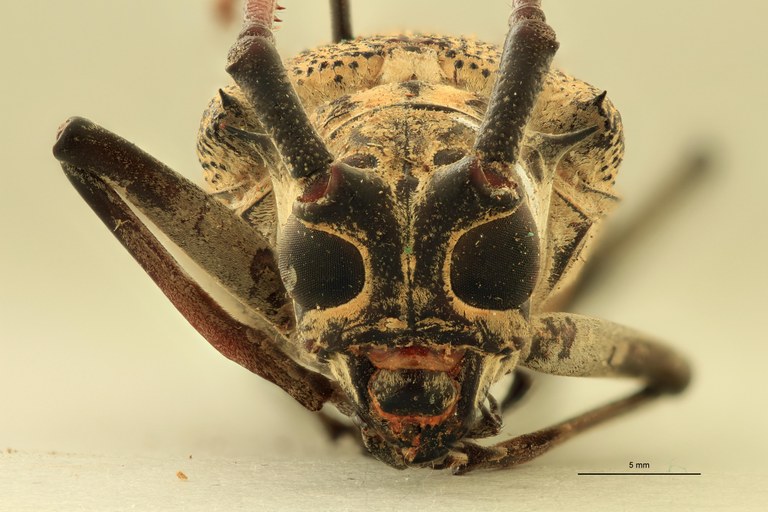 Batocera davidis obscura F Pt F.jpg