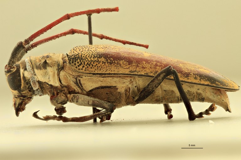 Batocera davidis obscura F Pt L.jpg