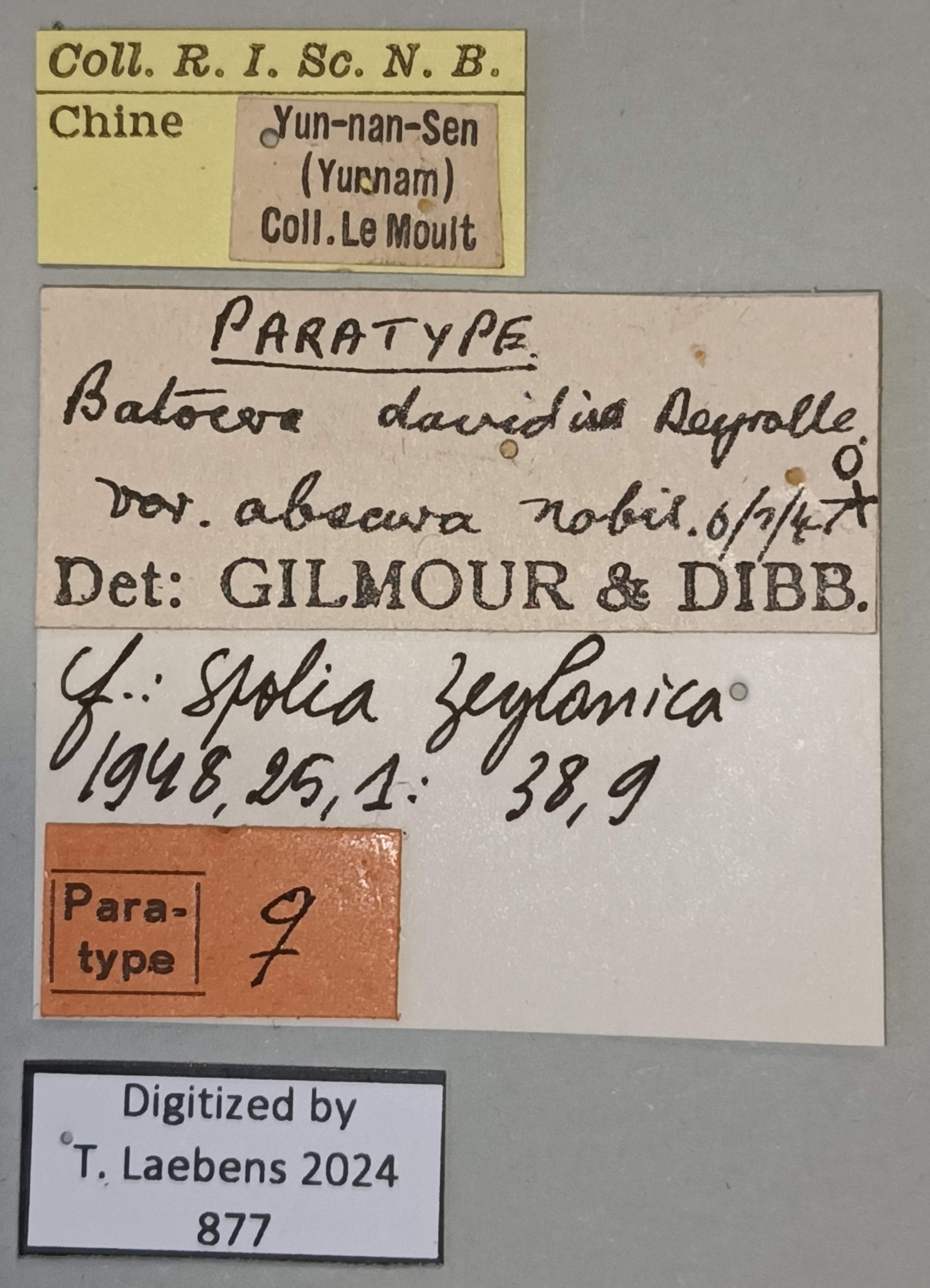 Batocera davidis obscura F Pt Labels.jpg