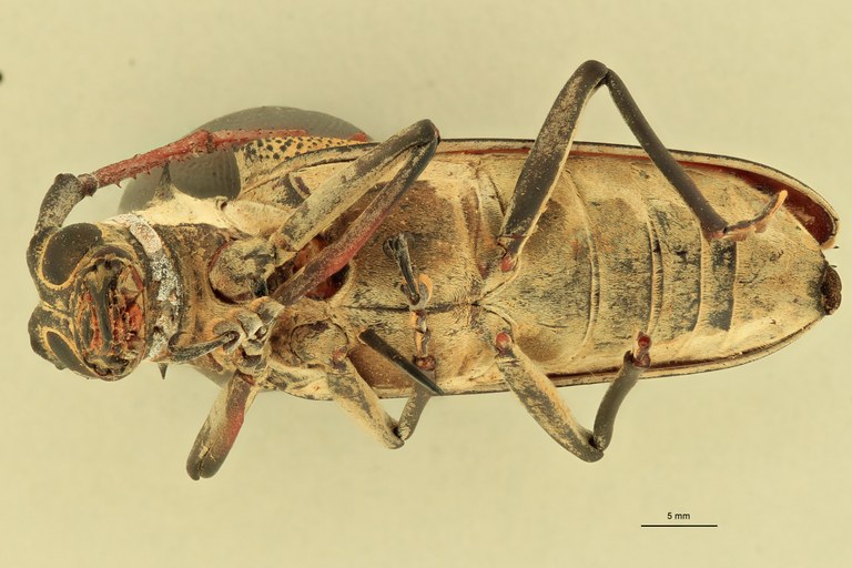 Batocera davidis obscura F Pt V.jpg