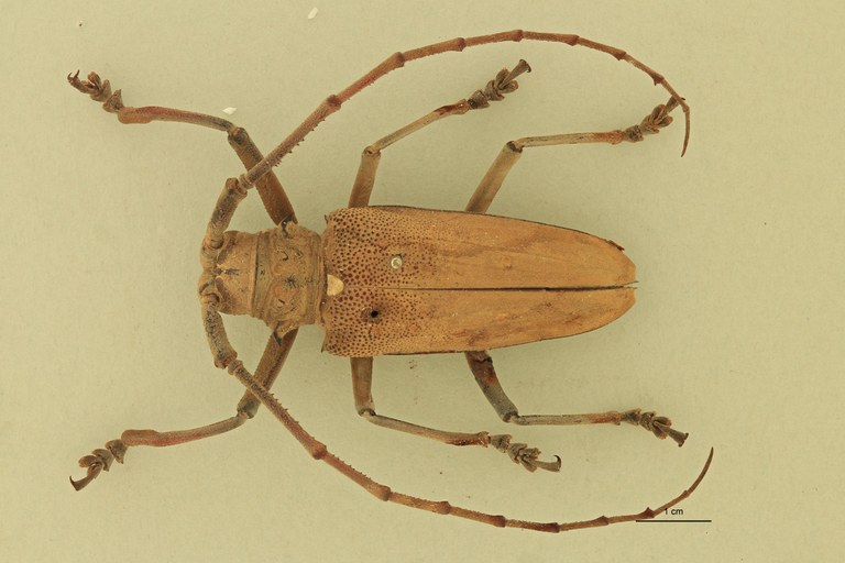 Batocera laena gracilis D.jpg