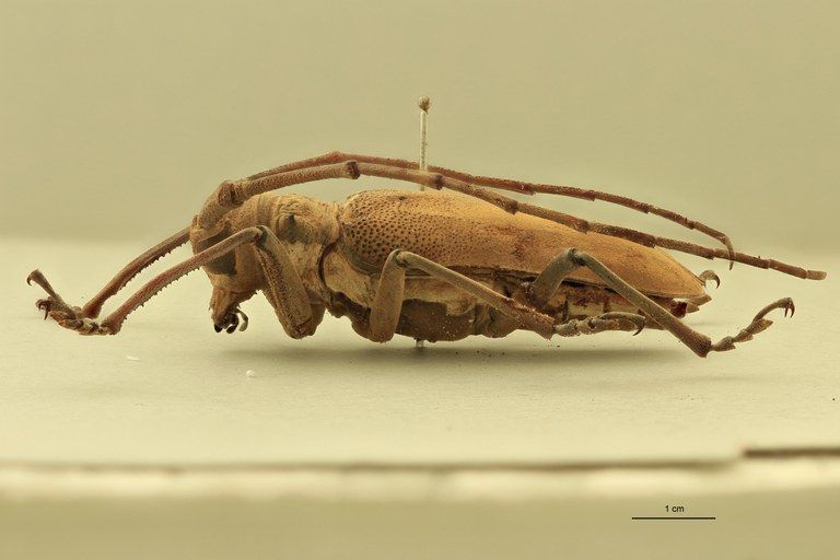 Batocera laena gracilis L.jpg