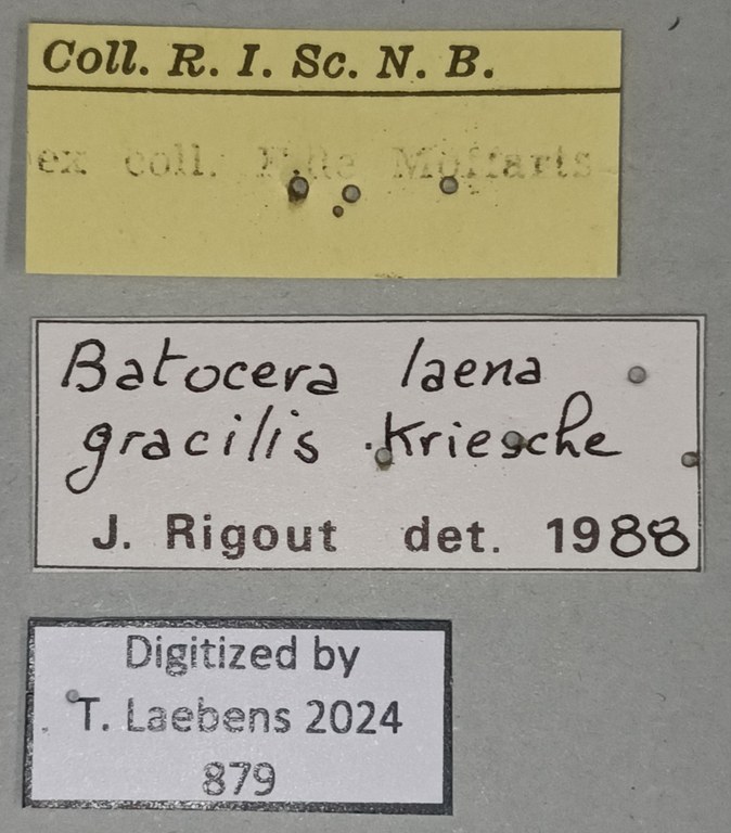 Batocera laena gracilis Labels.jpg