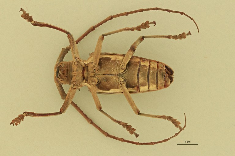 Batocera laena gracilis V.jpg