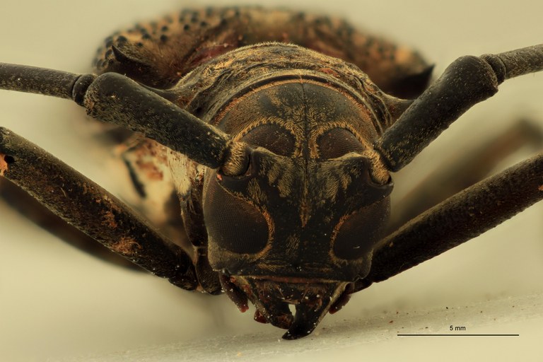 Batocera laena maculosa F.jpg