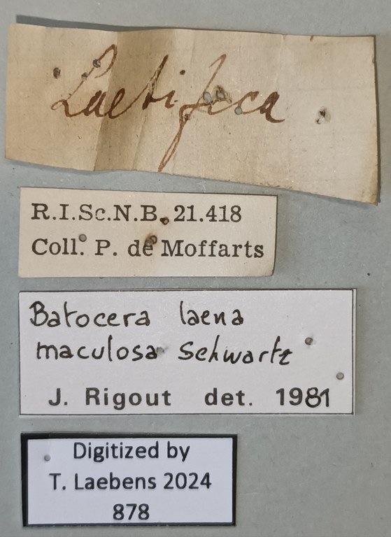 Batocera laena maculosa Labels.jpg