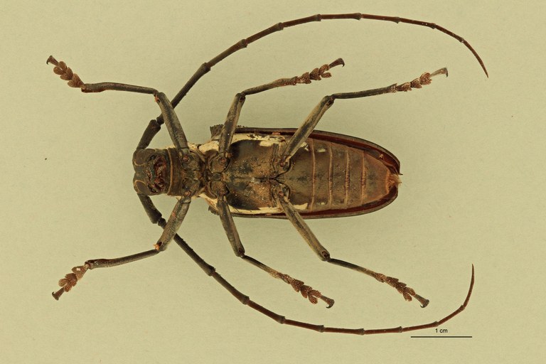 Batocera laena maculosa V.jpg