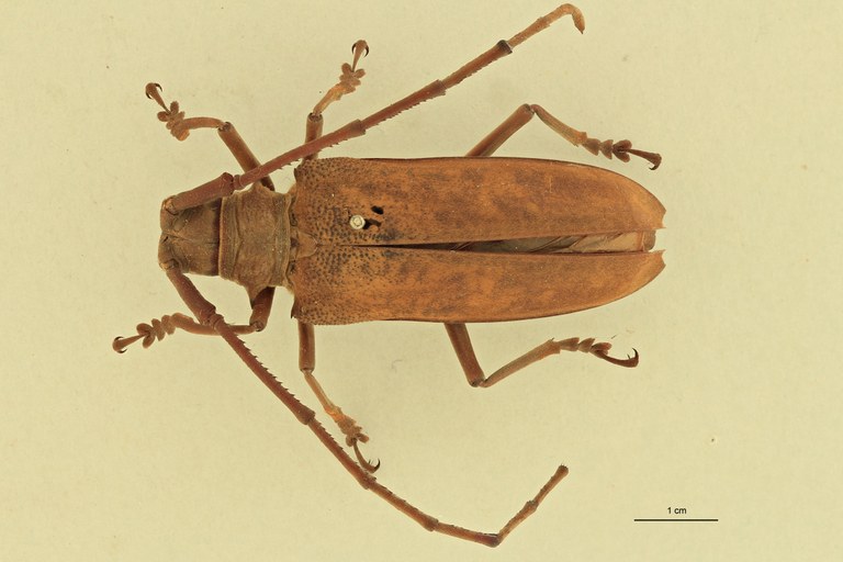 Batocera thomae D.jpg