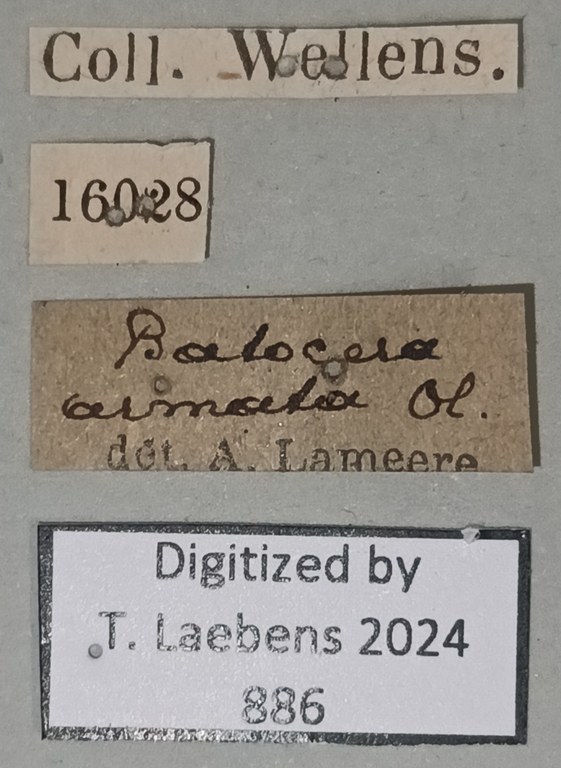 Batocera thomae Labels.jpg