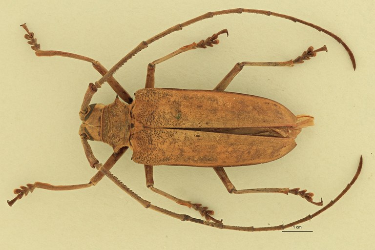 Batocera thomae D.jpg
