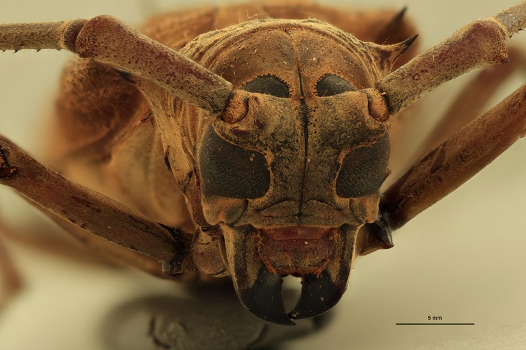 Batocera thomae F.jpg