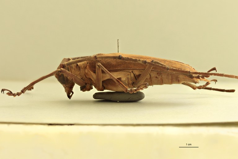 Batocera thomae L.jpg
