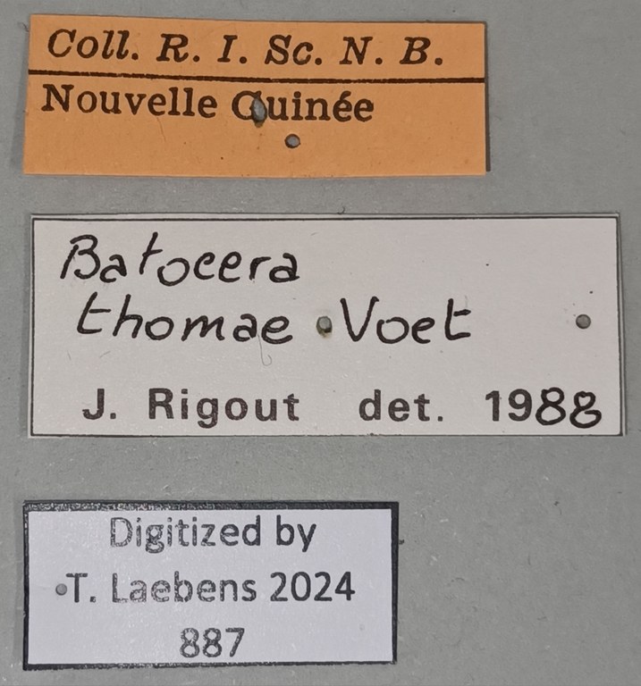 Batocera thomae Labels.jpg