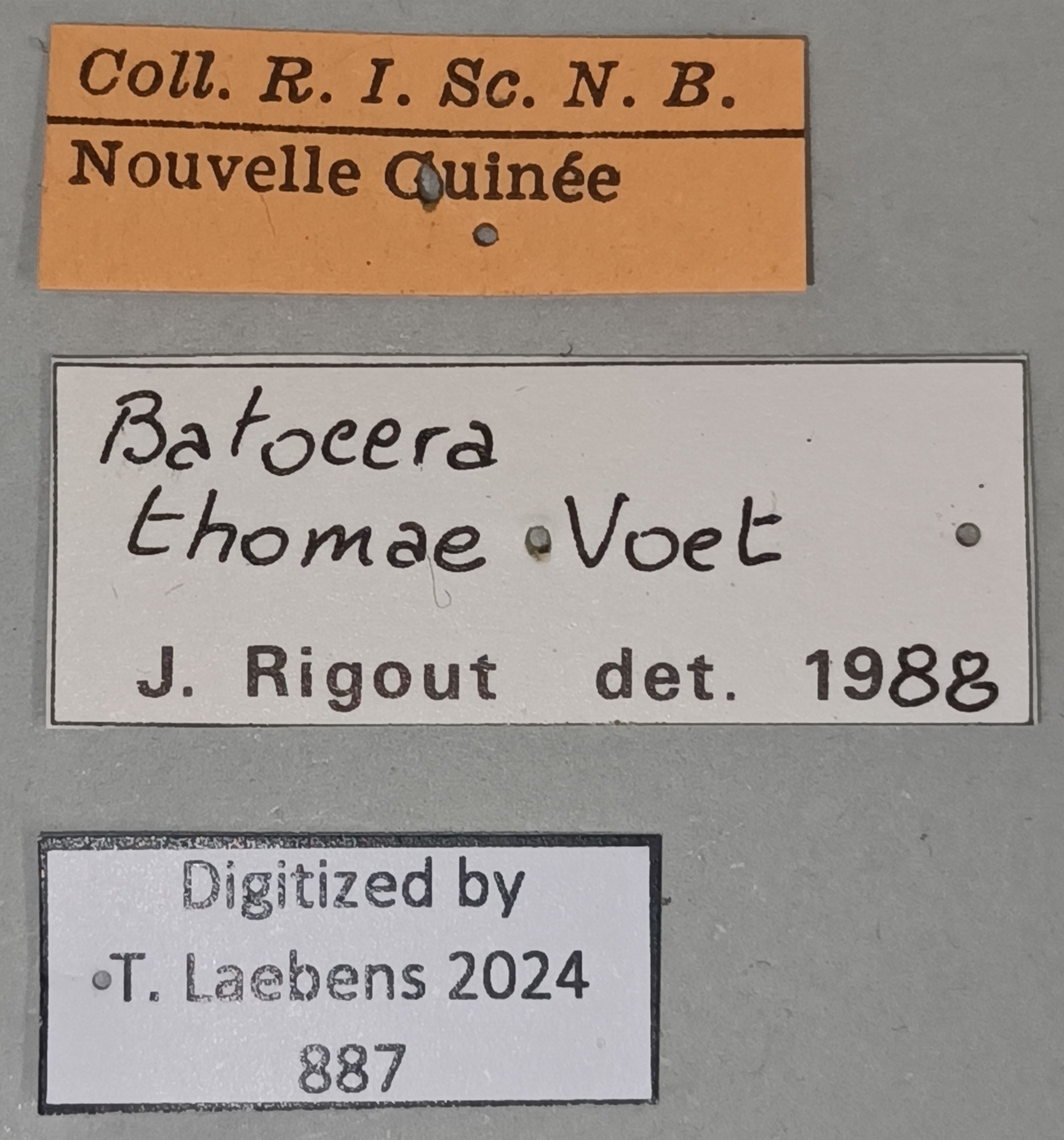 Batocera thomae Labels.jpg