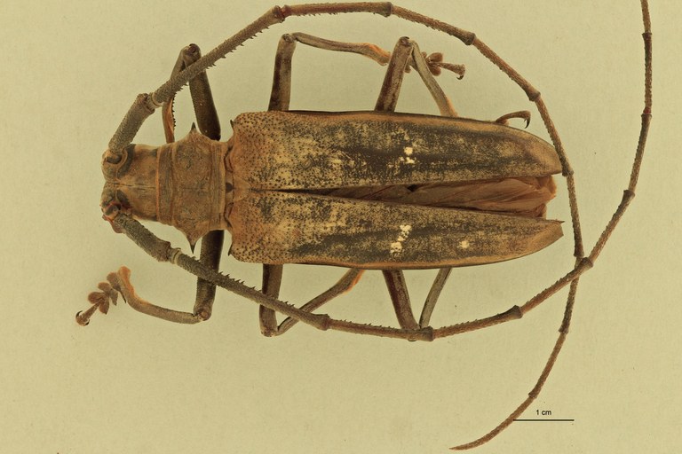 Batocera thomae D.jpg