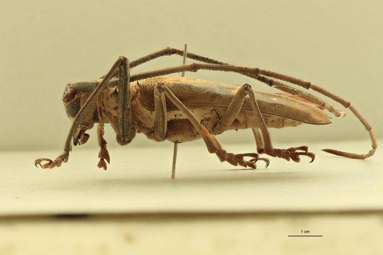 Batocera thomae L.jpg