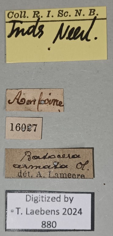 Batocera thomae Labels.jpg