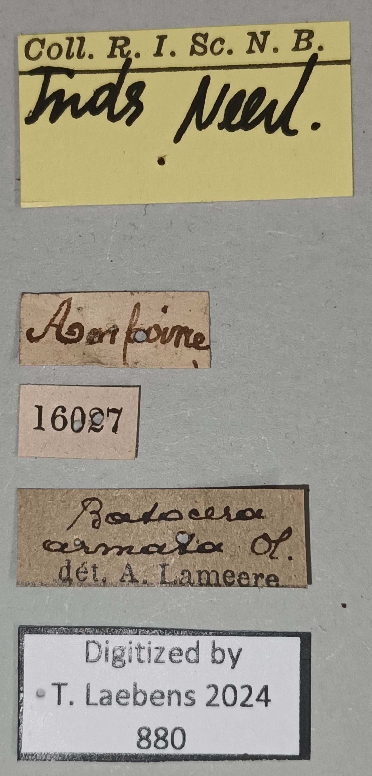 Batocera thomae Labels.jpg