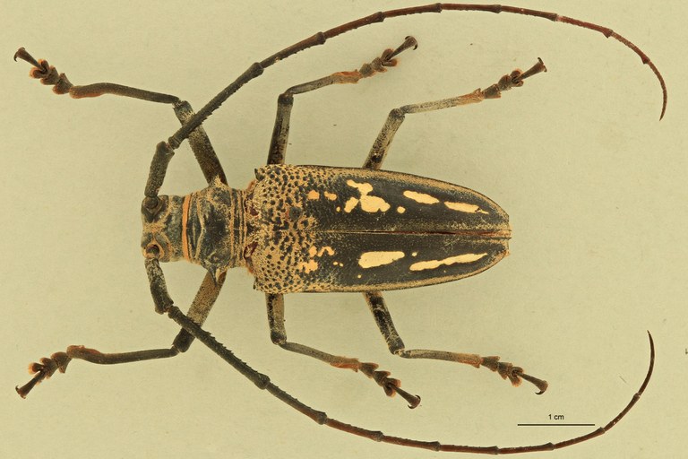 Batocera woodlarkiana D.jpg