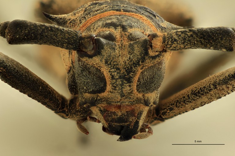 Batocera woodlarkiana F.jpg