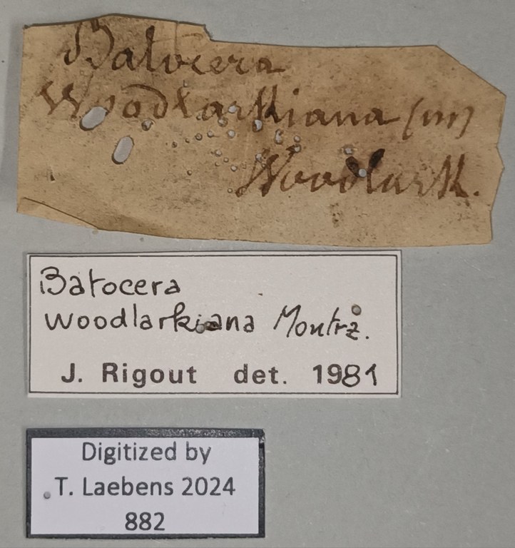 Batocera woodlarkiana Labels.jpg