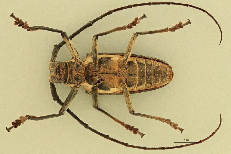 Batocera woodlarkiana V.jpg