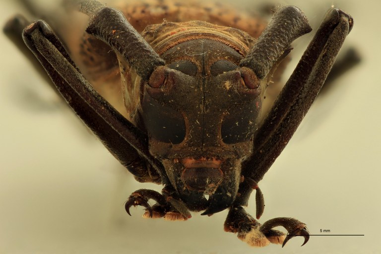 Batocera woodlarkiana F.jpg