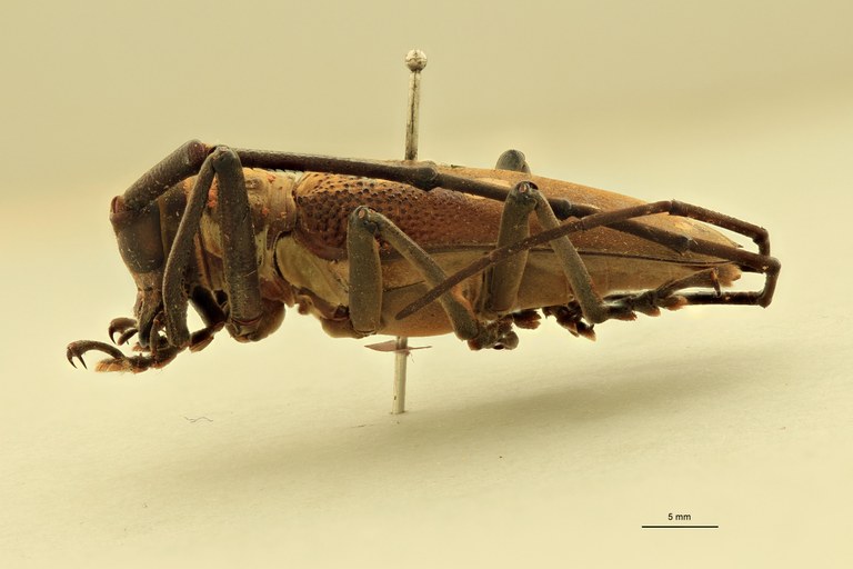Batocera woodlarkiana L.jpg