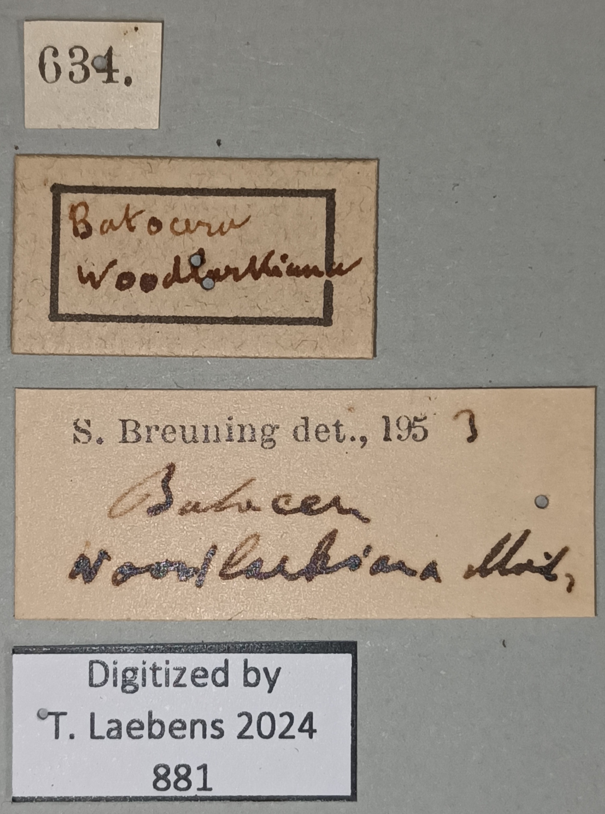 Batocera woodlarkiana Labels.jpg