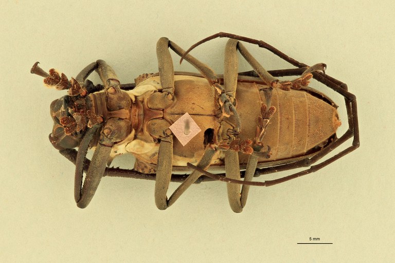 Batocera woodlarkiana V.jpg