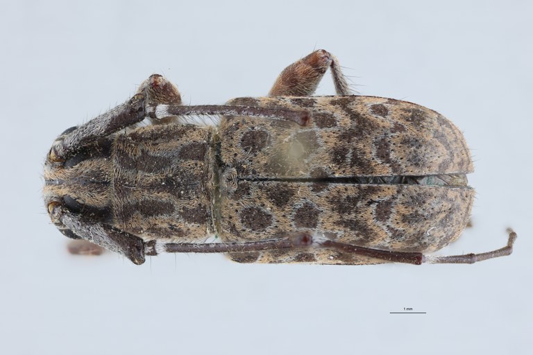 Cacia binaluanica Ht D.jpg