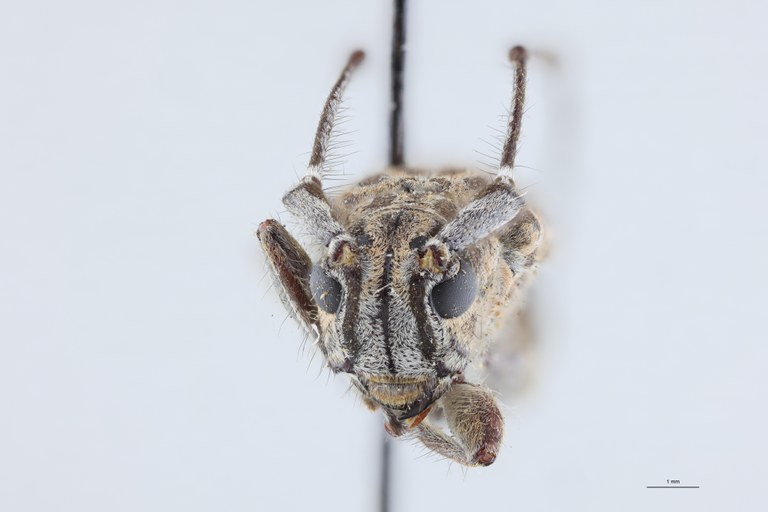 Cacia binaluanica Ht F.jpg