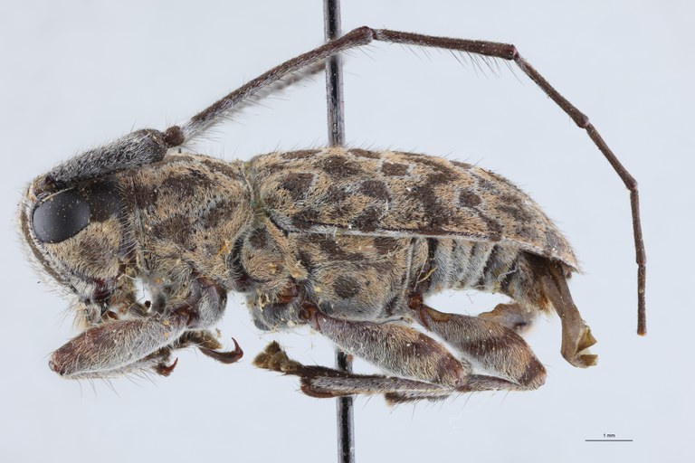 Cacia binaluanica Ht L.jpg
