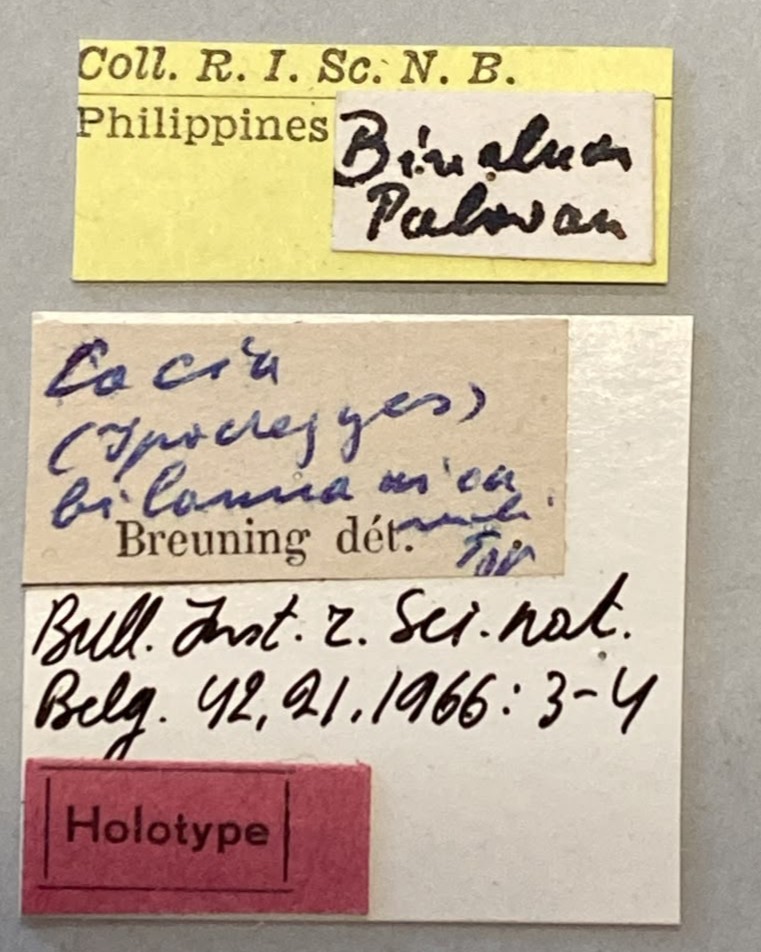 Cacia binaluanica Ht Labels.jpeg