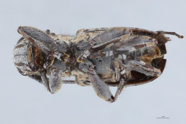 Cacia binaluanica Ht V.jpg