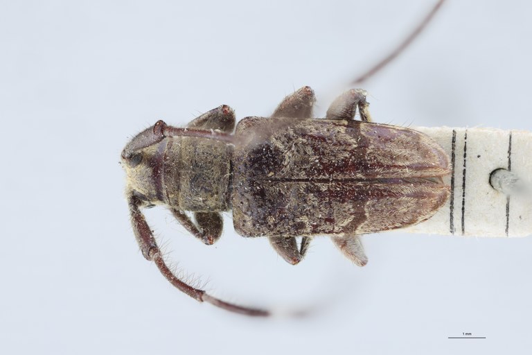Cacia perahensis Ht D.jpg