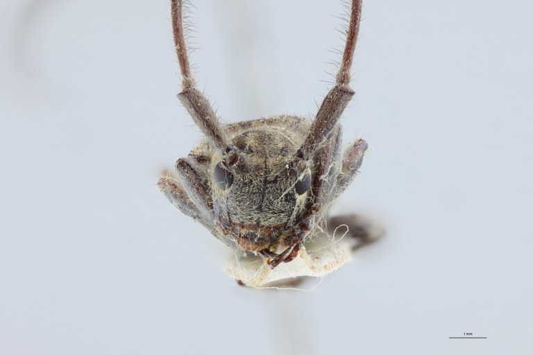 Cacia celebensis Ht F.jpg