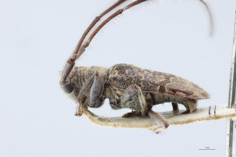 Cacia celebensis Ht L.jpg