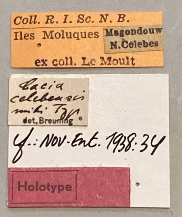 Cacia celebensis Ht Labels.jpeg