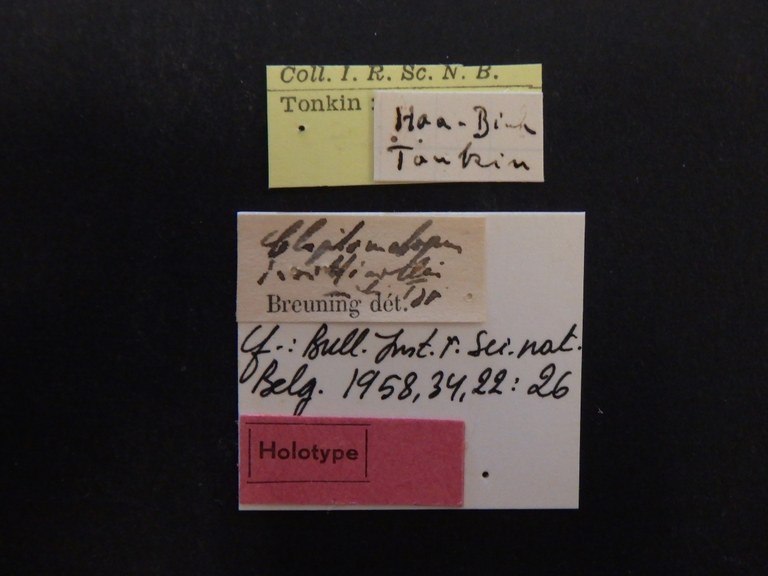 Cleptometopus invitticollis ht Labels.JPG