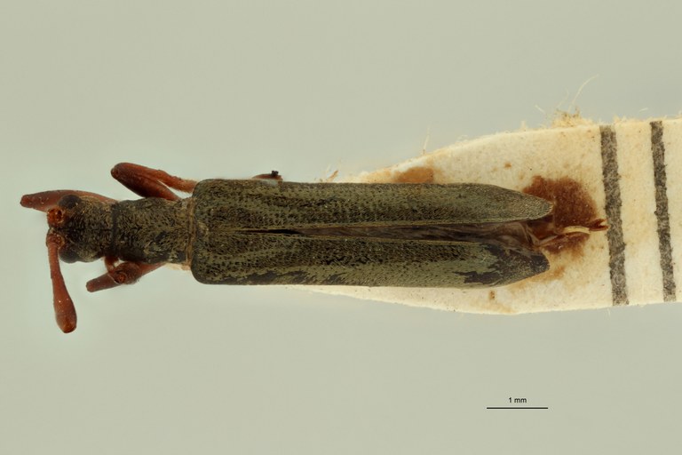 Cleptometopus parolivaceus ht D.jpg