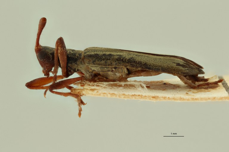 Cleptometopus parolivaceus ht L.jpg