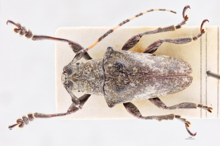 Hypsioma brabanti Ht D.jpg