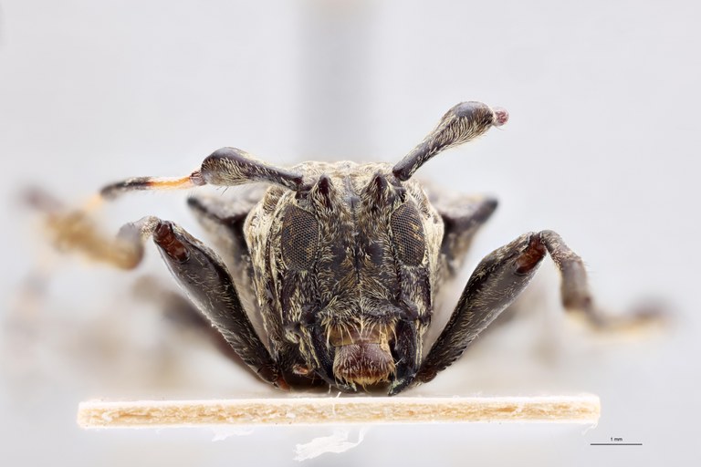 Hypsioma brabanti Ht F.jpg