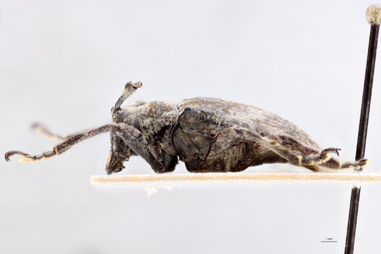 Hypsioma brabanti Ht L.jpg