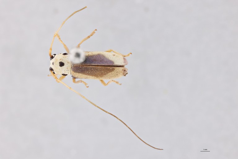 Pseudochariesthes tripunctata flavoapicalis Ht D.jpg