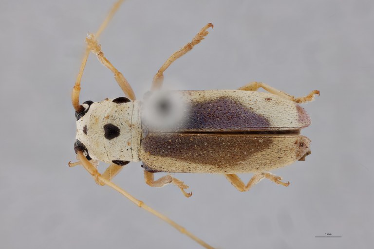 Pseudochariesthes tripunctata flavoapicalis Ht D_close.jpg