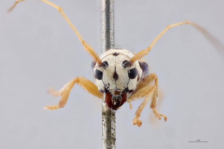 Pseudochariesthes tripunctata flavoapicalis Ht F.jpg