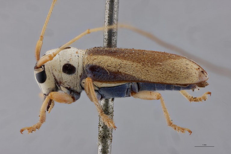 Pseudochariesthes tripunctata flavoapicalis Ht L.jpg